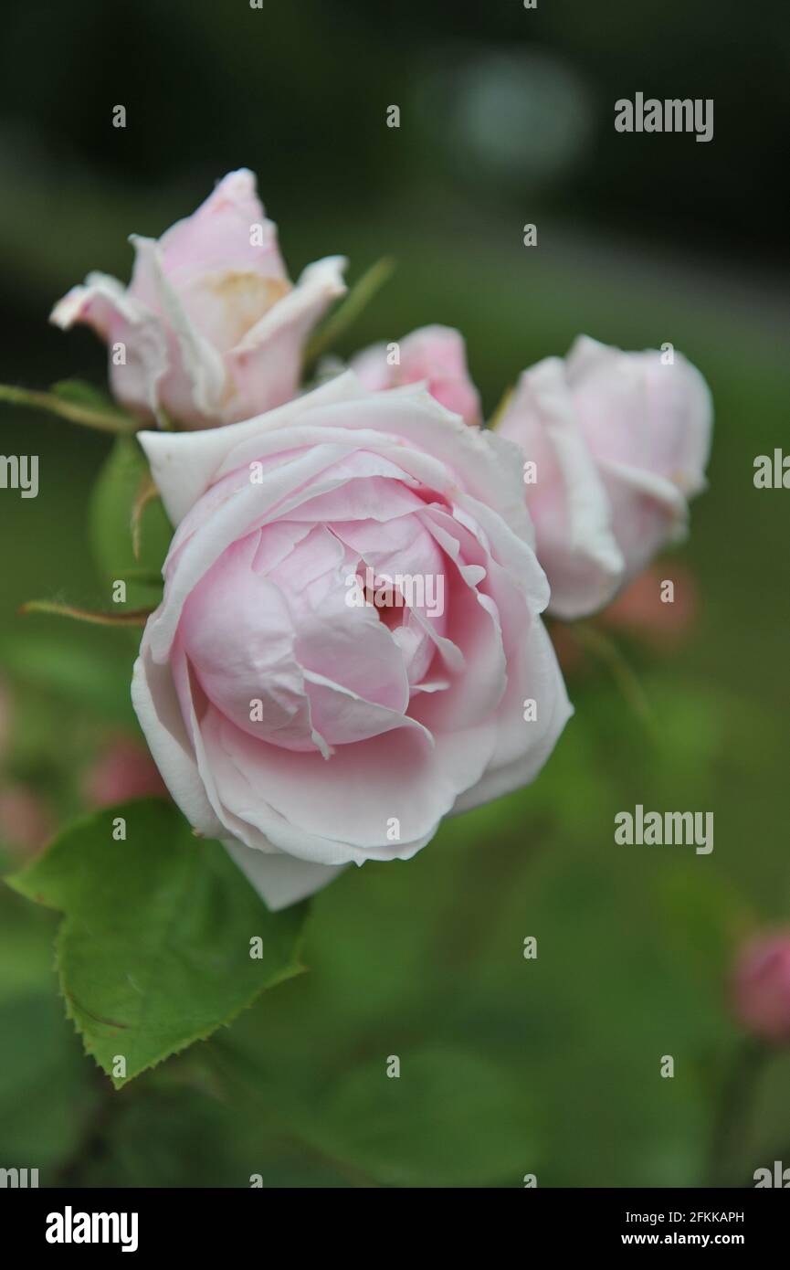 Hellrosa Hybride Perpetuelle Rose (Rosa) Clio blüht im Juni in einem Garten Stockfoto