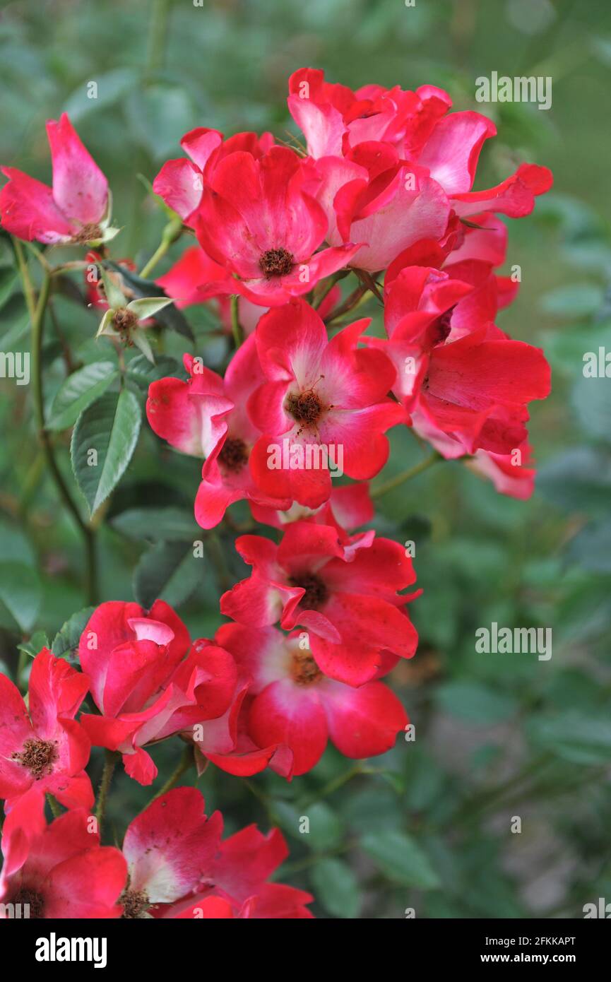 Rote Strauchrose (Rosa) Cocktail blüht im Juli in einem Garten Stockfoto