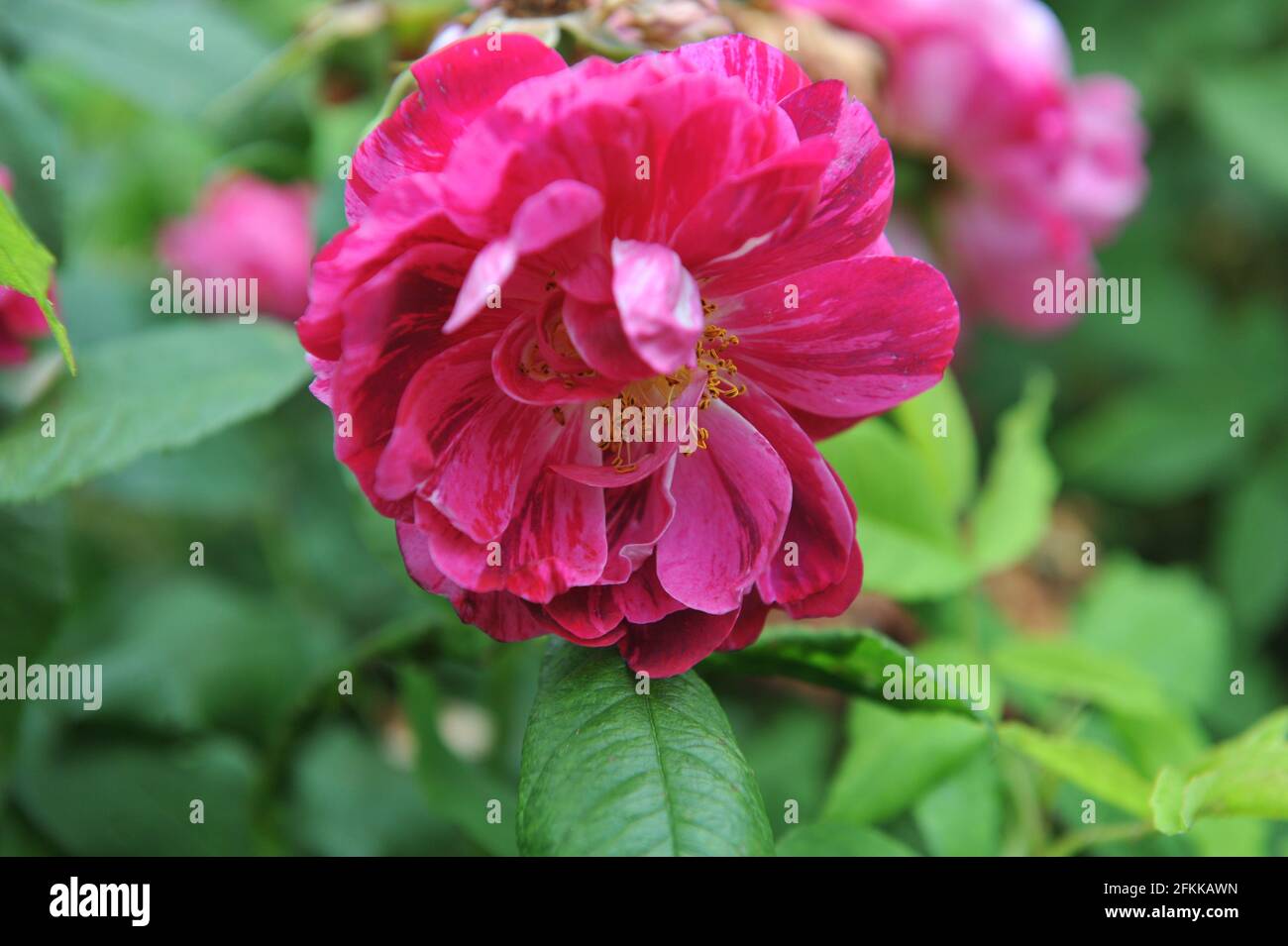Rosa mit violetten Streifen die Hybride Perpetuelle Rose (Rosa) der Kommandant Beaurepaire blüht im Sommer in einem Garten Stockfoto