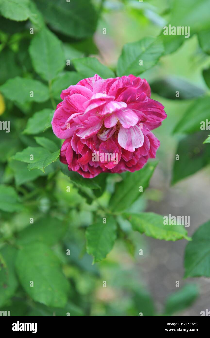 Rosa mit violetten Streifen die Hybride Perpetuelle Rose (Rosa) der Kommandant Beaurepaire blüht im Sommer in einem Garten Stockfoto