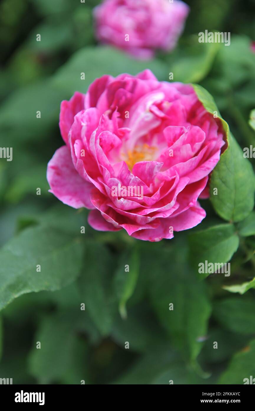 Rosa mit violetten Streifen die Hybride Perpetuelle Rose (Rosa) der Kommandant Beaurepaire blüht im Sommer in einem Garten Stockfoto