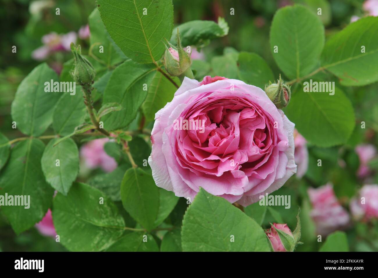 Rosa Portlandrose (Rosa) Comte de Chambord blüht im Juni in einem Garten Stockfoto