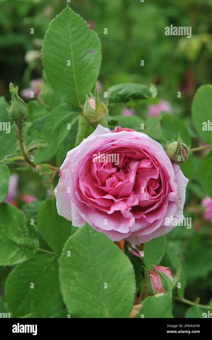 Rosa Portlandrose (Rosa) Comte de Chambord blüht im Juni in einem Garten Stockfoto