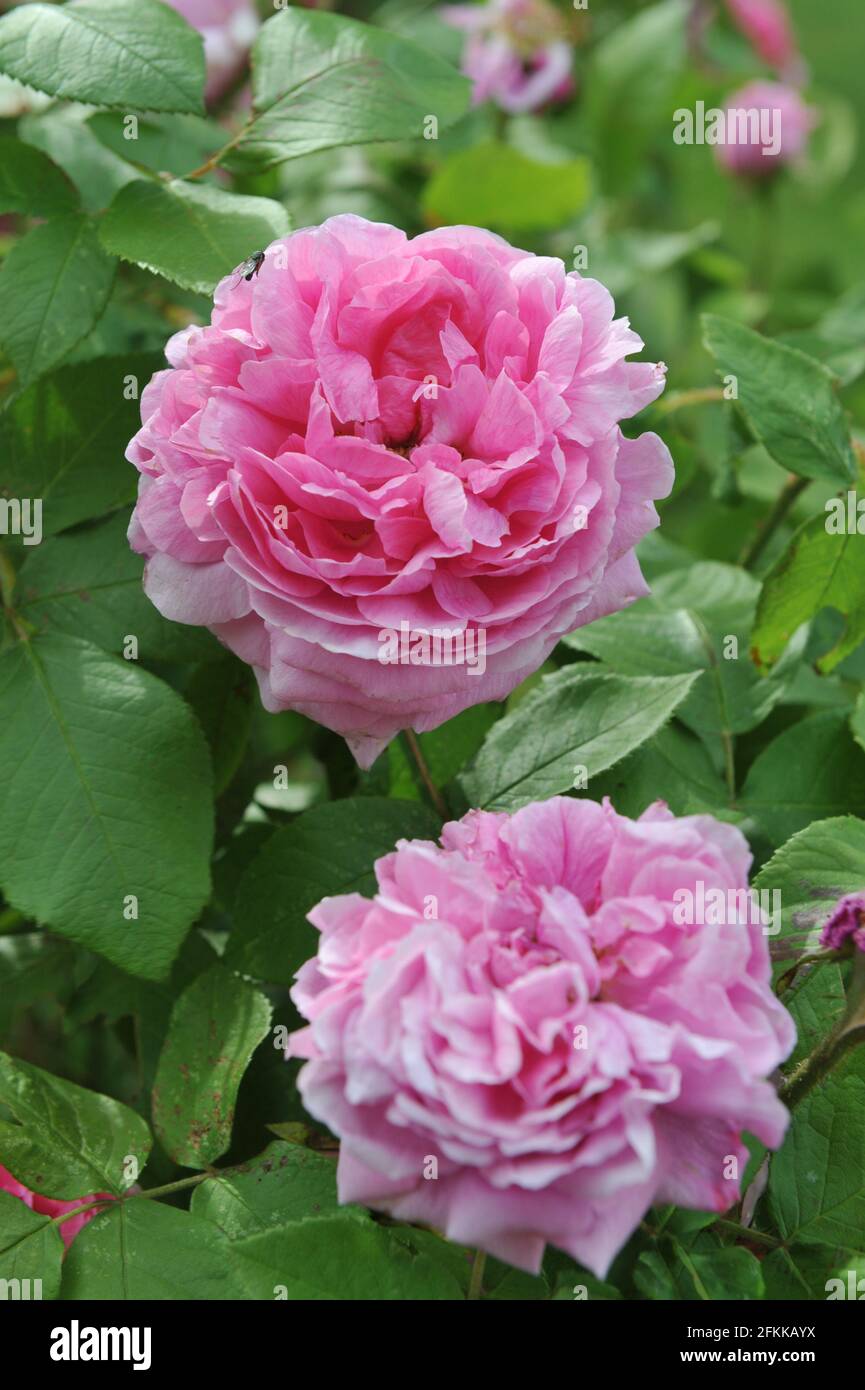 Rosa Portlandrose (Rosa) Comte de Chambord blüht im Juni in einem Garten Stockfoto
