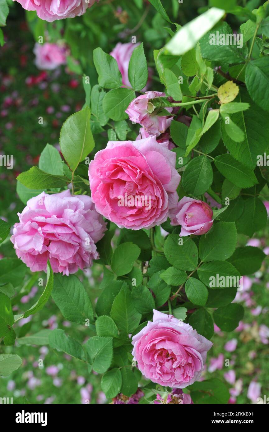 Rosa Portlandrose (Rosa) Comte de Chambord blüht im Juni in einem Garten Stockfoto