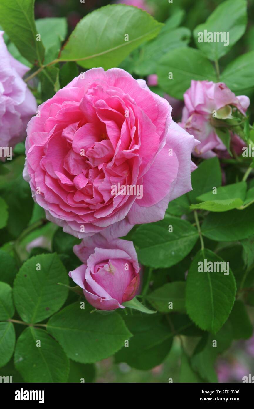 Rosa Portlandrose (Rosa) Comte de Chambord blüht im Juni in einem Garten Stockfoto