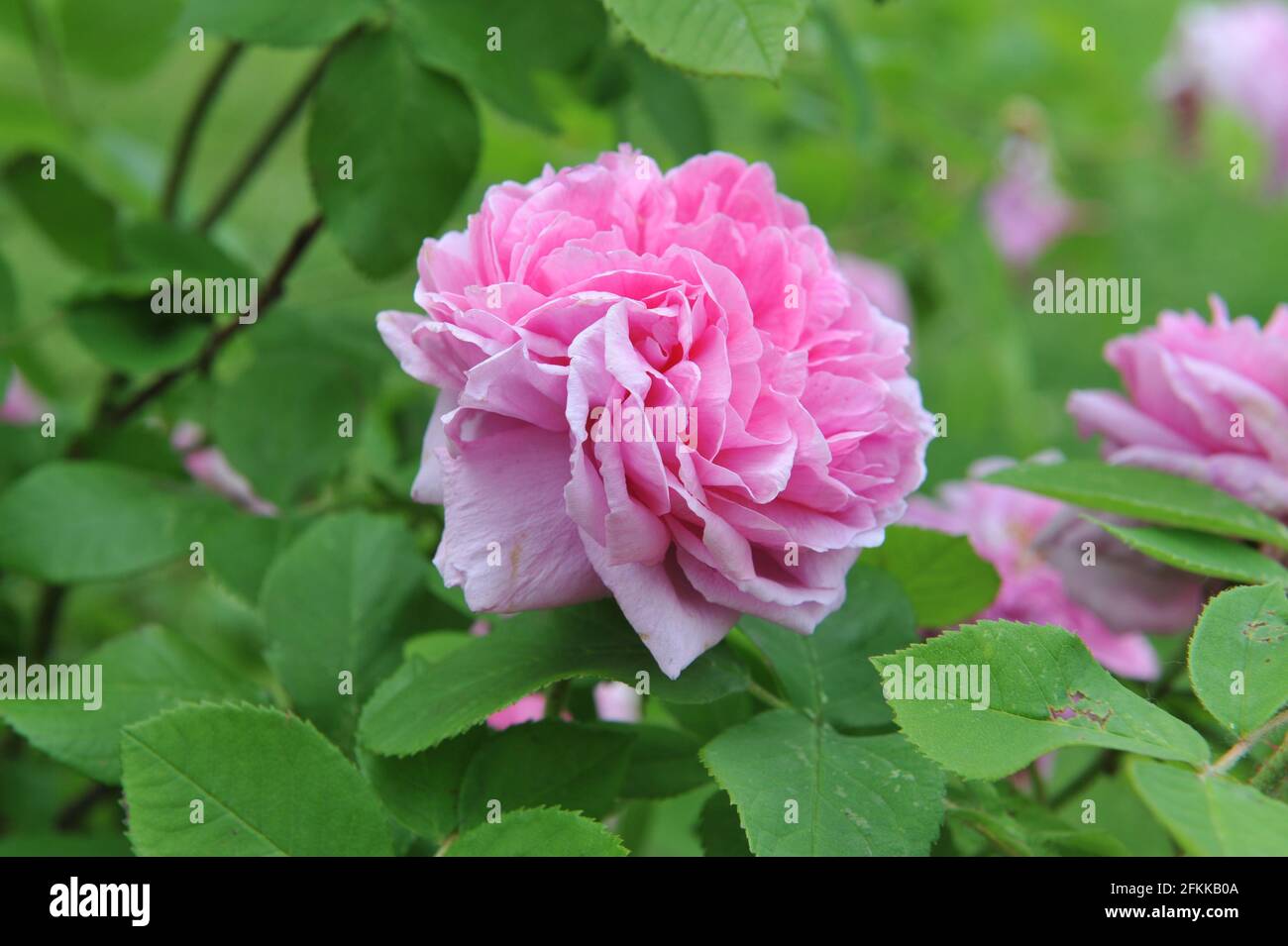 Rosa Portlandrose (Rosa) Comte de Chambord blüht im Juni in einem Garten Stockfoto