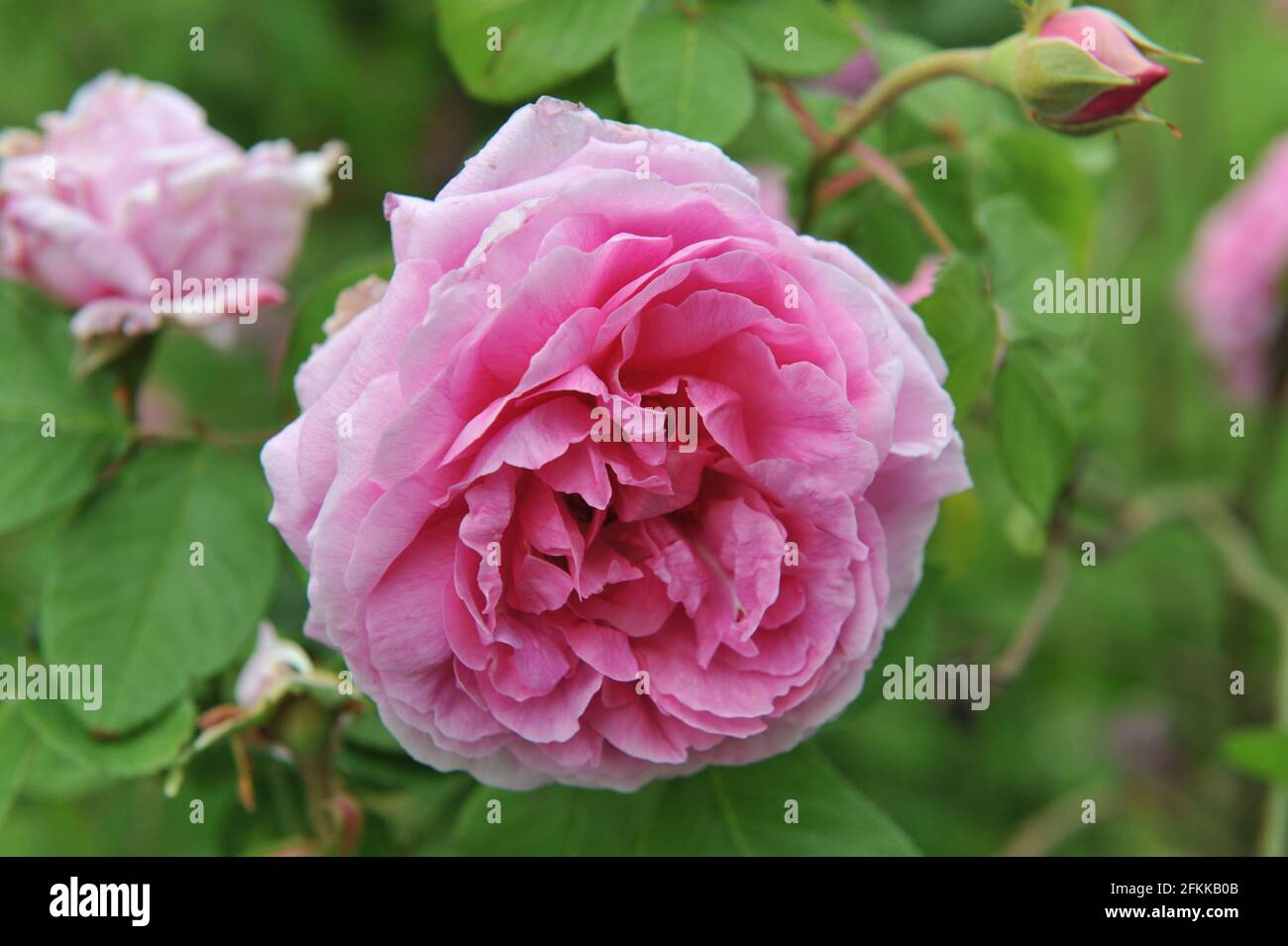 Rosa Portlandrose (Rosa) Comte de Chambord blüht im Juni in einem Garten Stockfoto