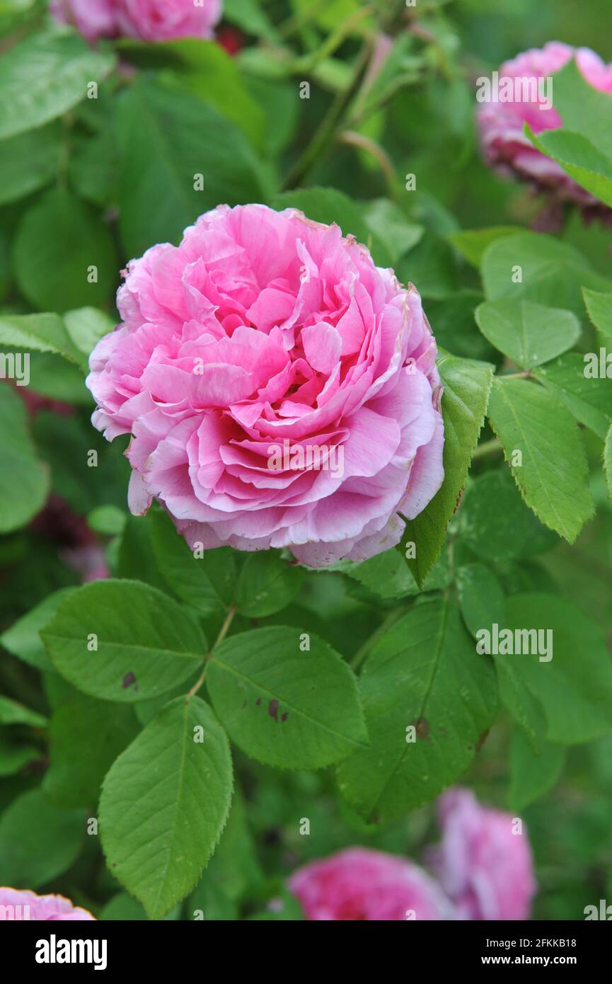 Rosa Portlandrose (Rosa) Comte de Chambord blüht im Juni in einem Garten Stockfoto