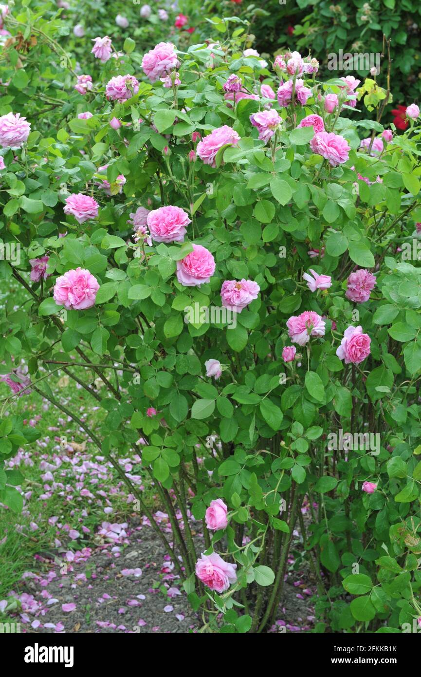 Rosa Portlandrose (Rosa) Comte de Chambord blüht im Juni in einem Garten Stockfoto