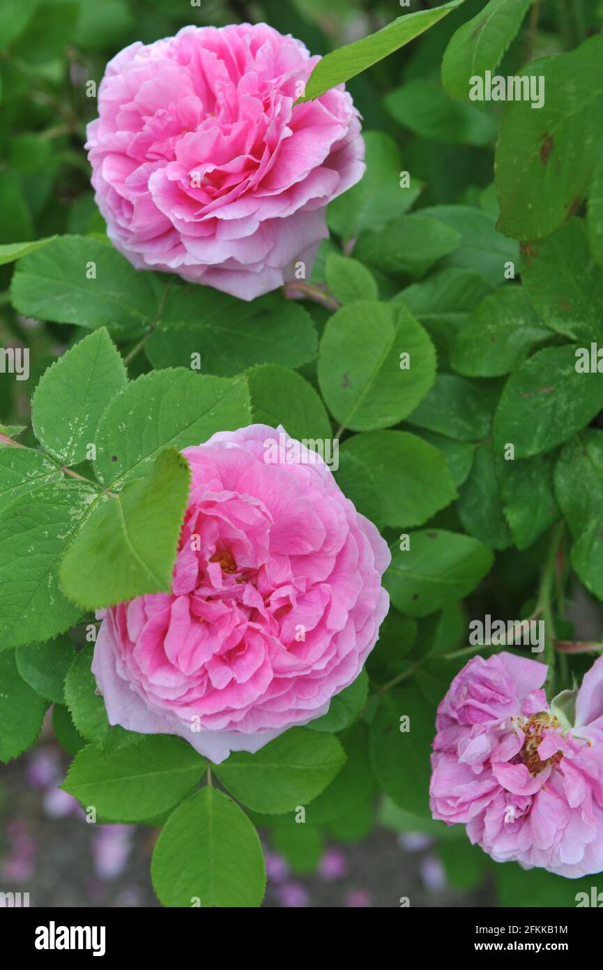 Rosa Portlandrose (Rosa) Comte de Chambord blüht im Juni in einem Garten Stockfoto