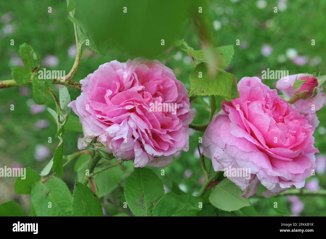 Rosa Portlandrose (Rosa) Comte de Chambord blüht im Juni in einem Garten Stockfoto