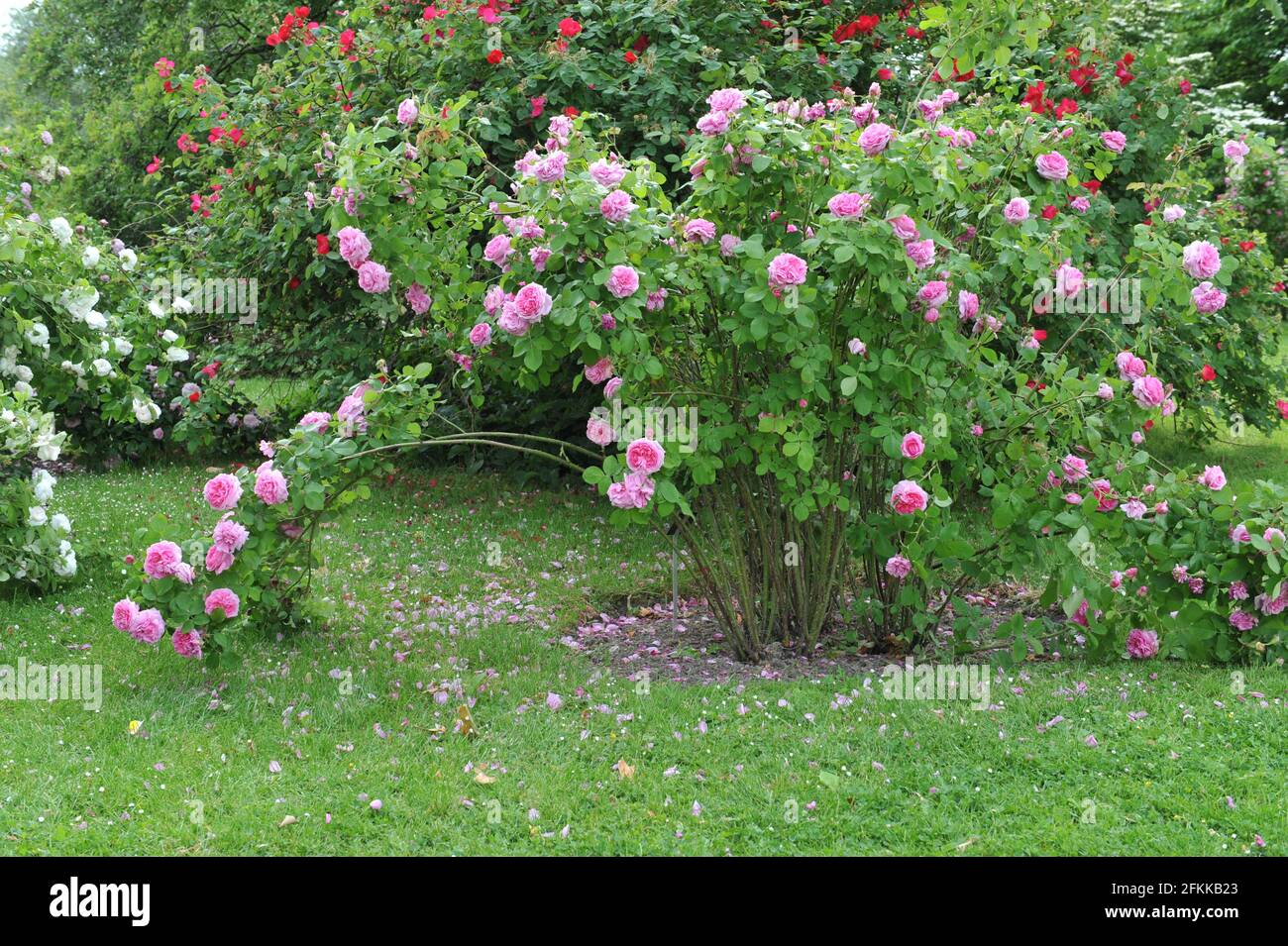 Rosa Portlandrose (Rosa) Comte de Chambord blüht im Juni in einem Garten Stockfoto