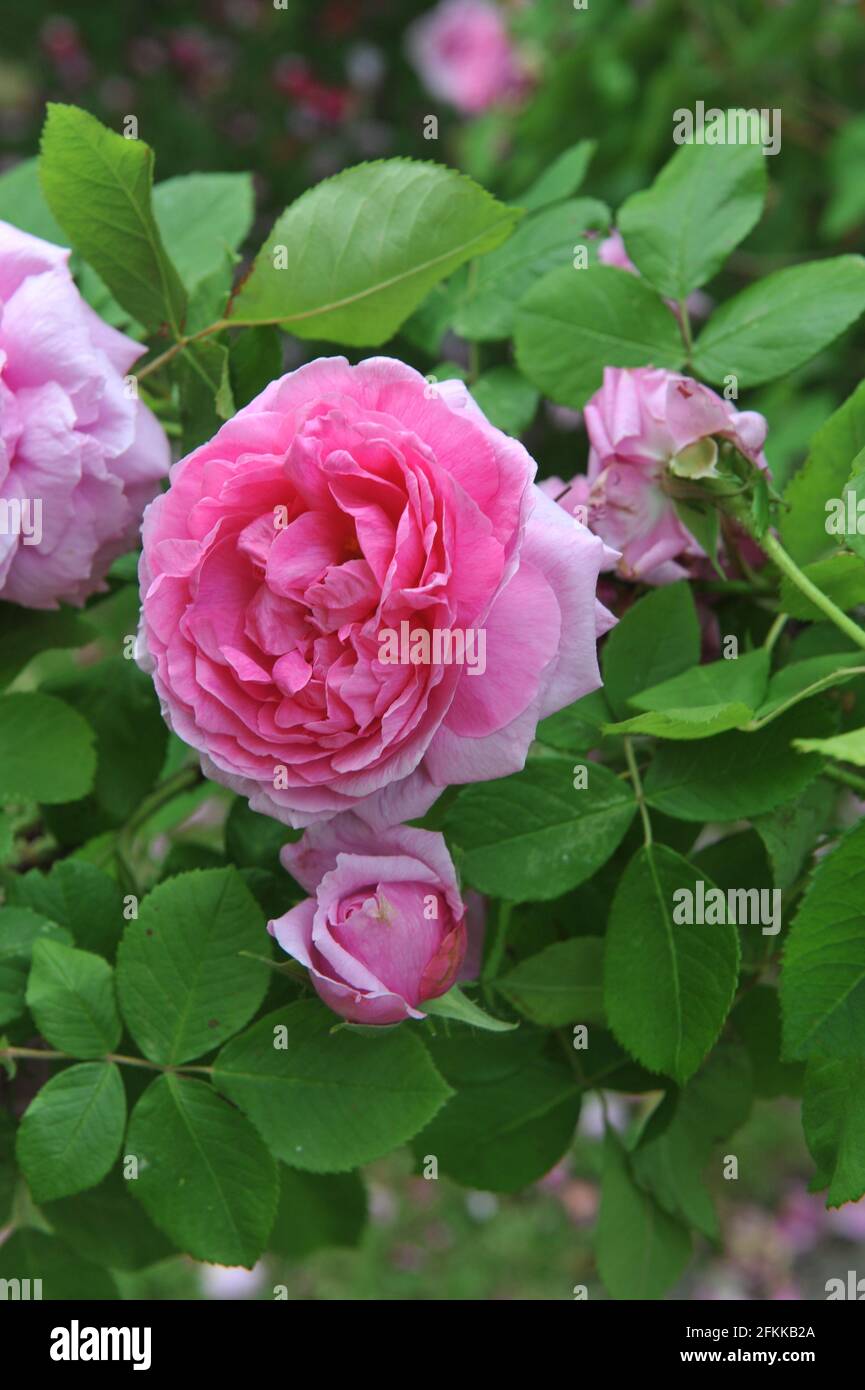 Rosa Portlandrose (Rosa) Comte de Chambord blüht im Juni in einem Garten Stockfoto
