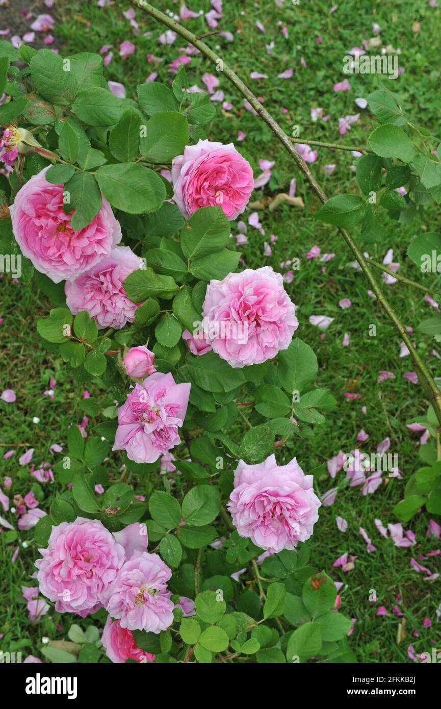 Rosa Portlandrose (Rosa) Comte de Chambord blüht im Juni in einem Garten Stockfoto
