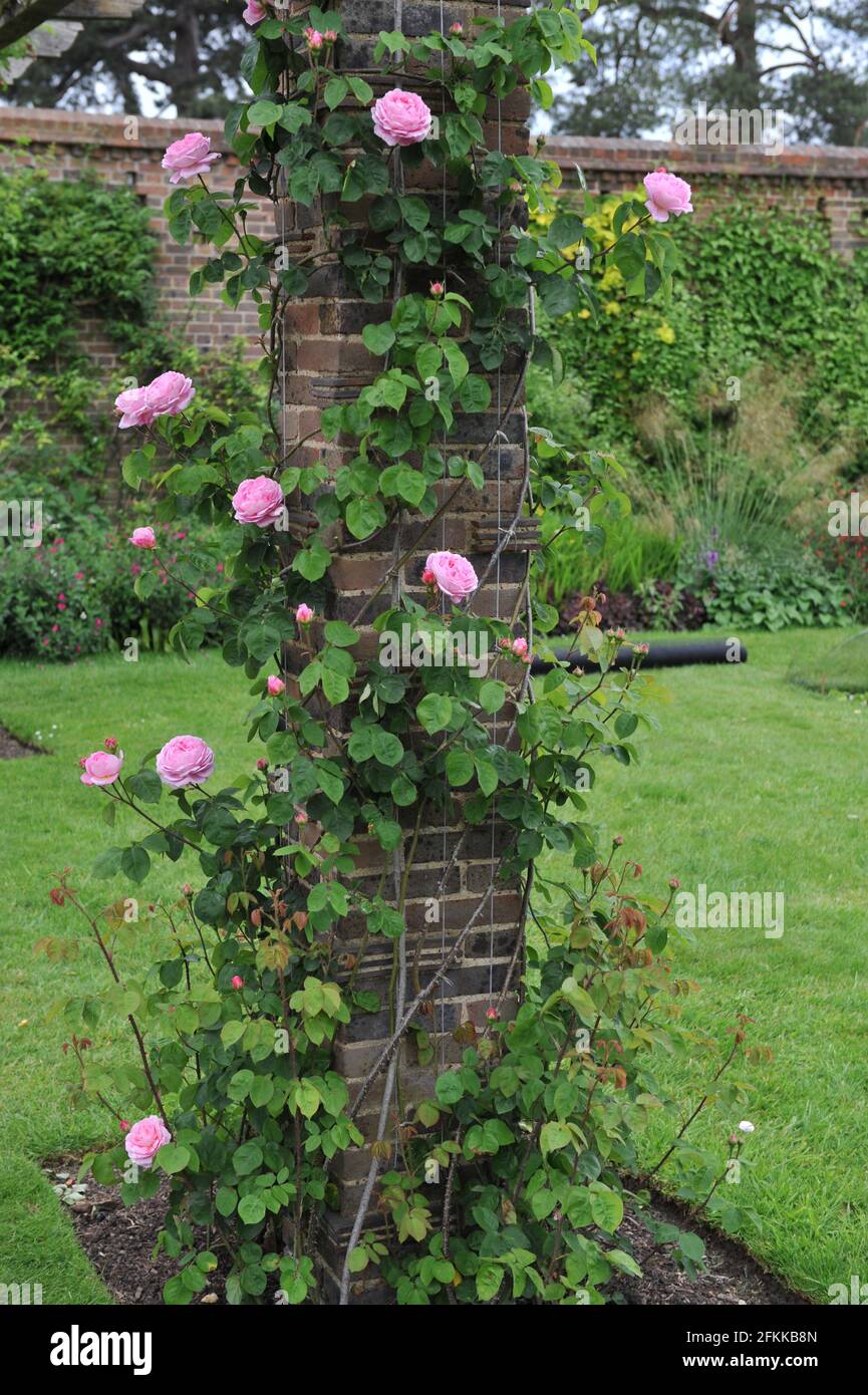 Rosa Strauch Englische Rose (rosa) im Mai blüht auf einer Pergola in einem Garten Constance Spry Stockfoto