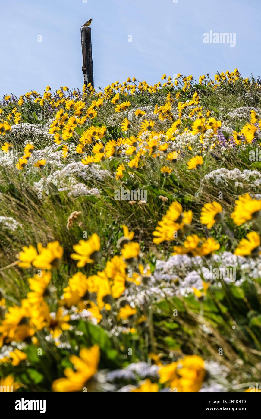 Helle und farbenfrohe Wildblumen Arrowleaf Balsamroot Blüht auf den Foot Hills von Wenachee, im Osten von Washington Stockfoto