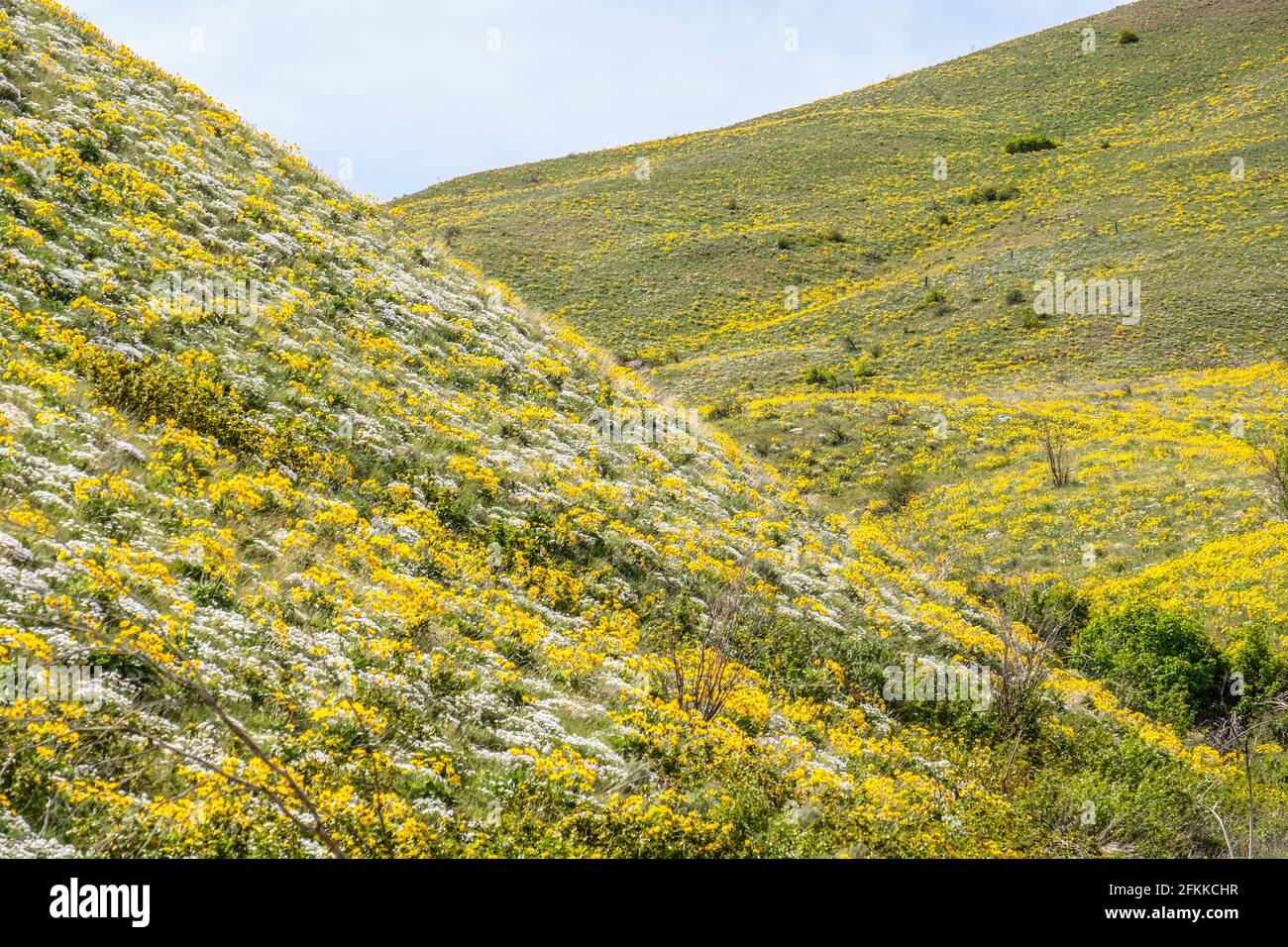 Helle und farbenfrohe Wildblumen Arrowleaf Balsamroot Blüht auf den Foot Hills von Wenachee, im Osten von Washington Stockfoto