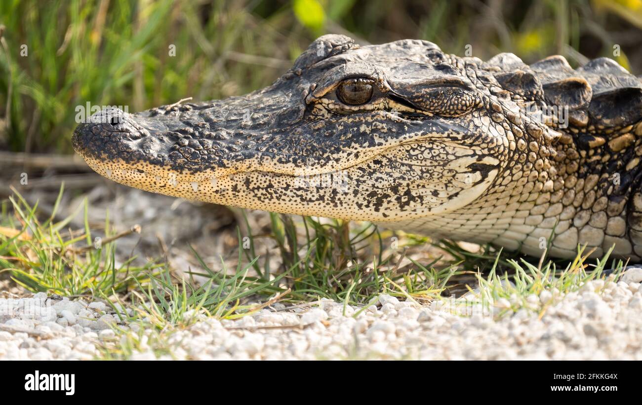 Juvenile amerikanischer Alligator Stockfoto