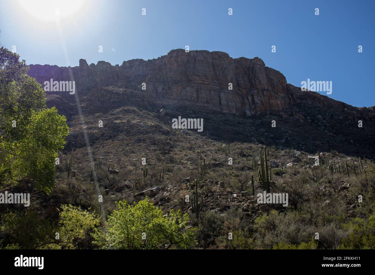 Frühling im Sabino Canyon, in den Santa Catalina Mountains nördlich von Tucson, Arizona. Stockfoto