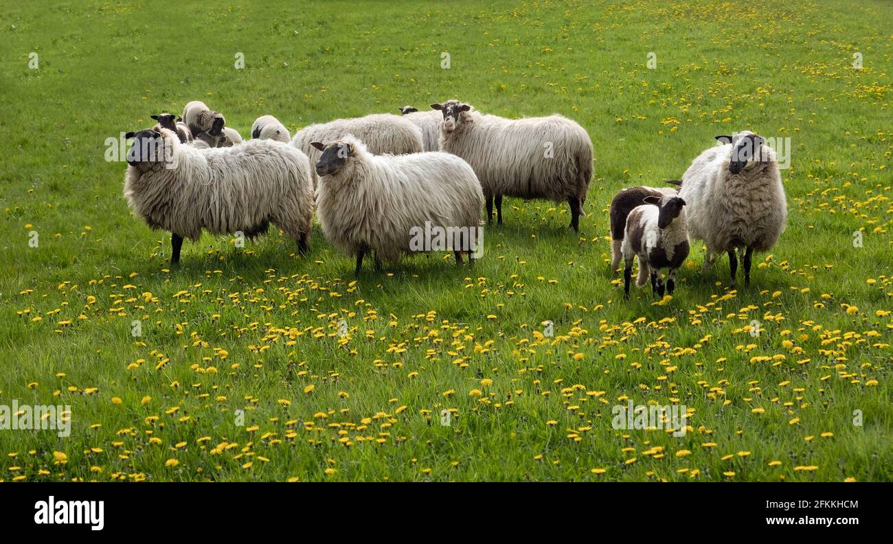Herde von Schafen, Mutterschafen und Lämmern, der alten niederländischen Rasse Schoonebeek Heide Schafe, in einer Wiese voller gelben Dandelion Blumen Stockfoto