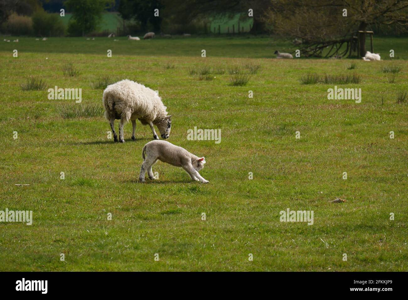 Schafe und Lämmer genießen offenes Feld Stockfoto
