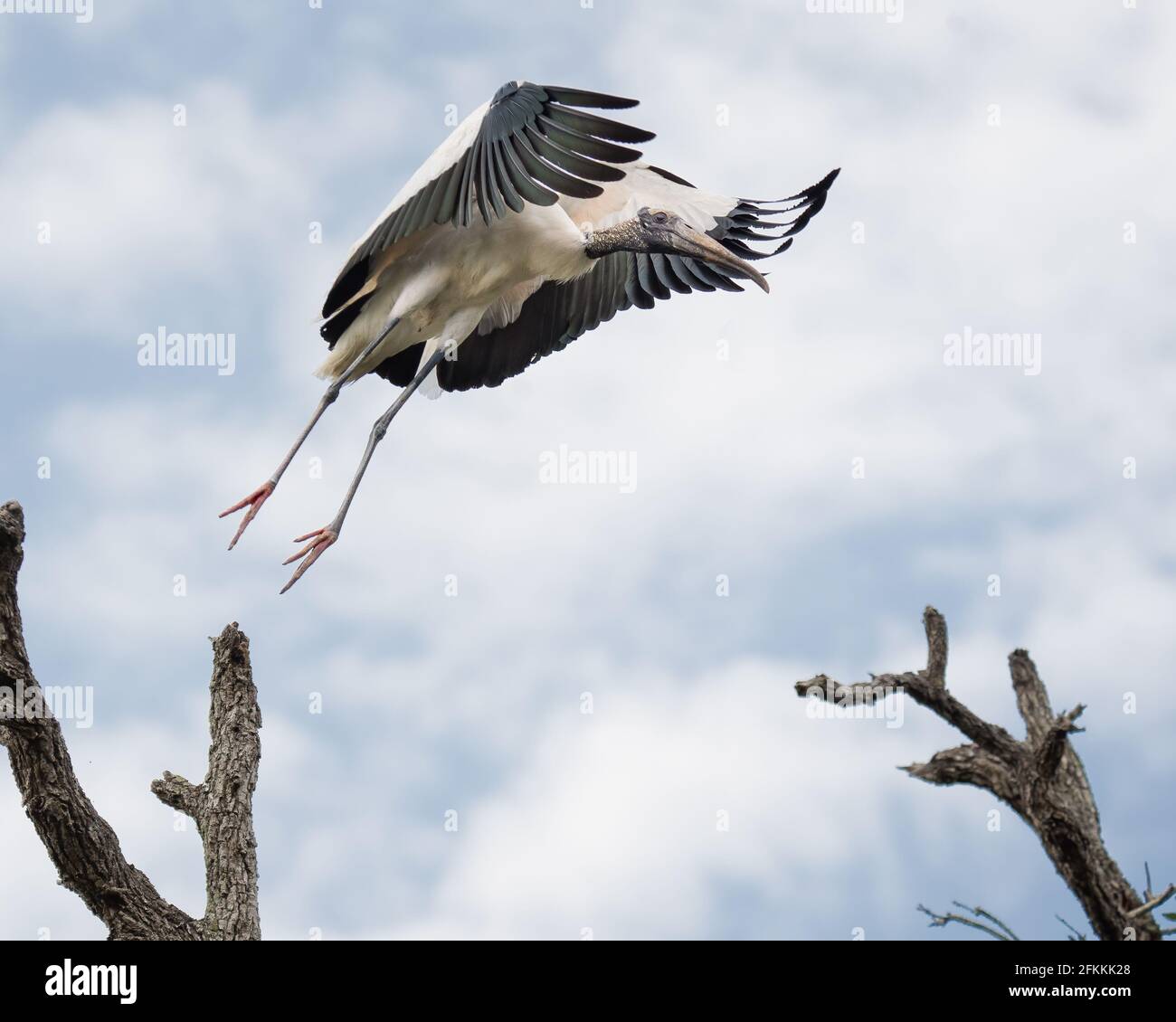 Holzstorch Im Flug Stockfoto