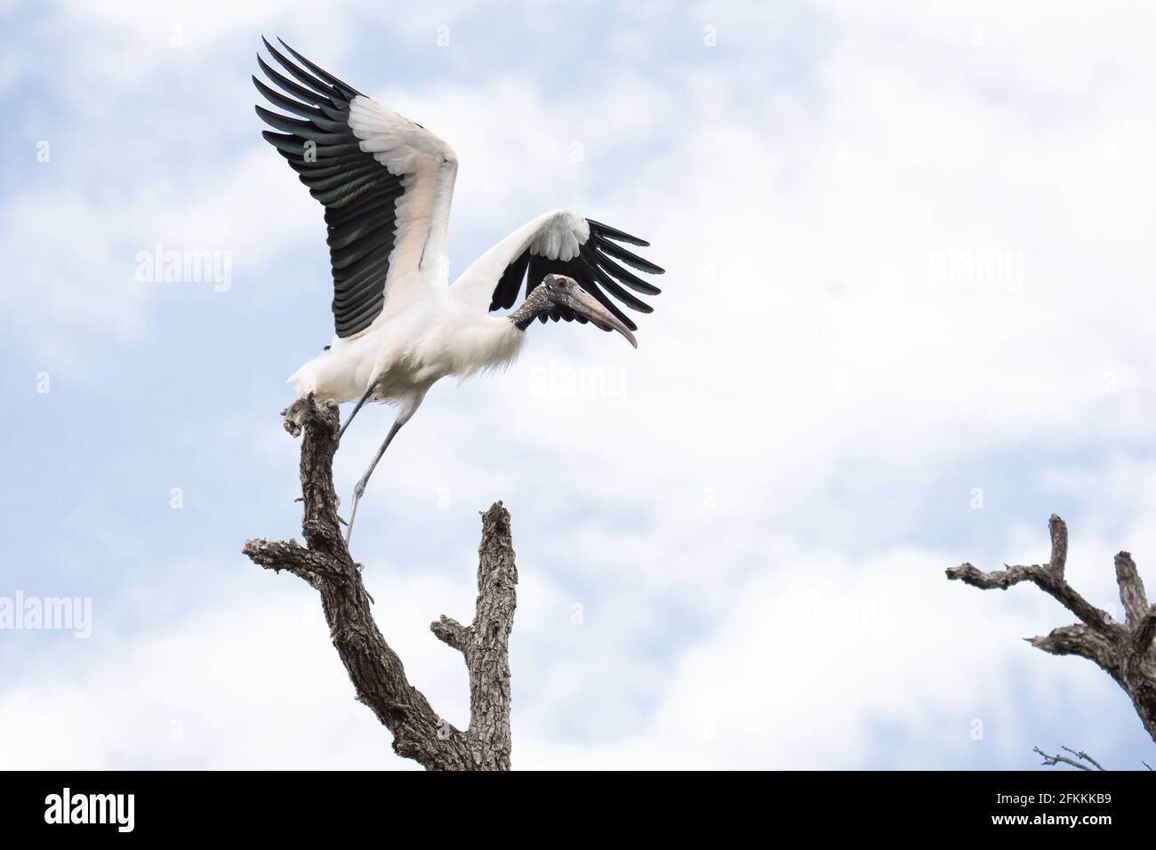 Holzstorch Im Flug Stockfoto