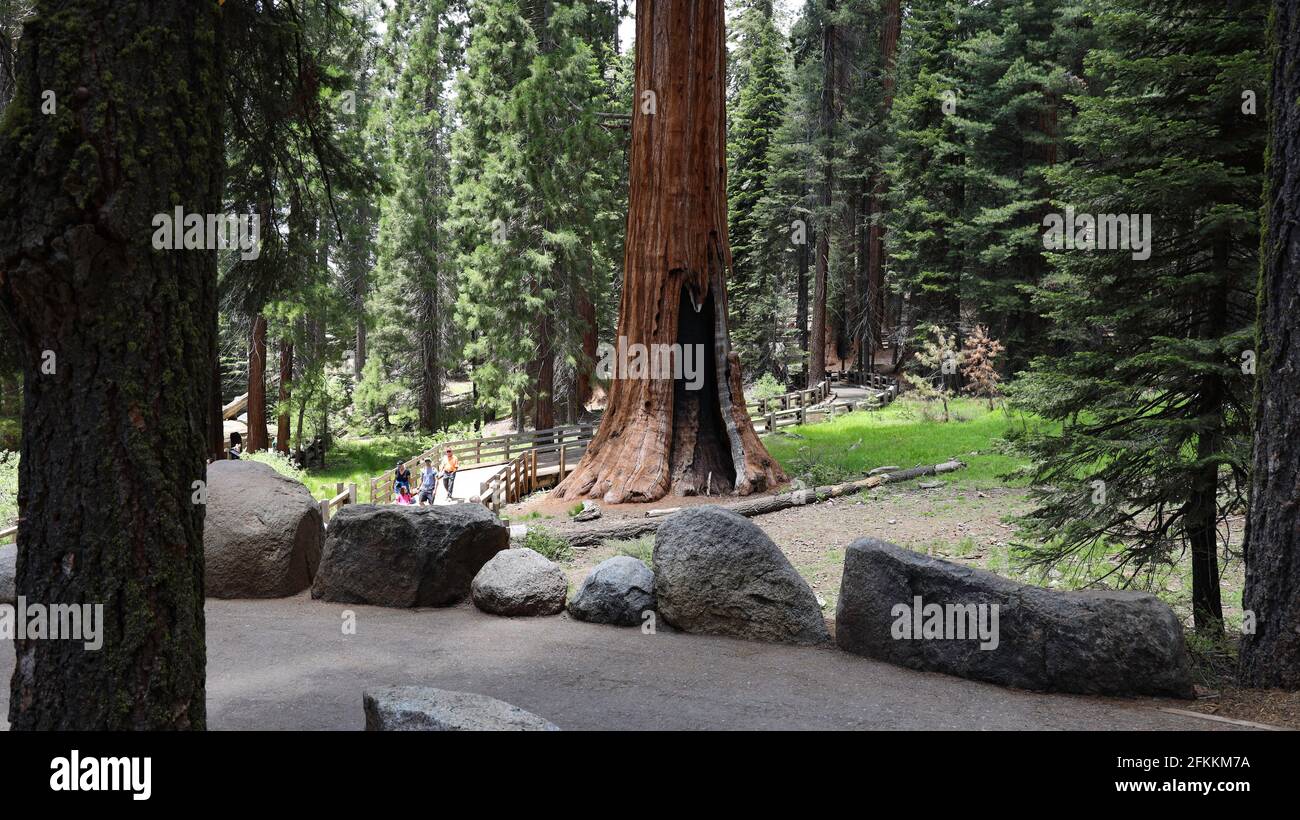 General Sherman Tree im Sequoia National Park Stockfoto