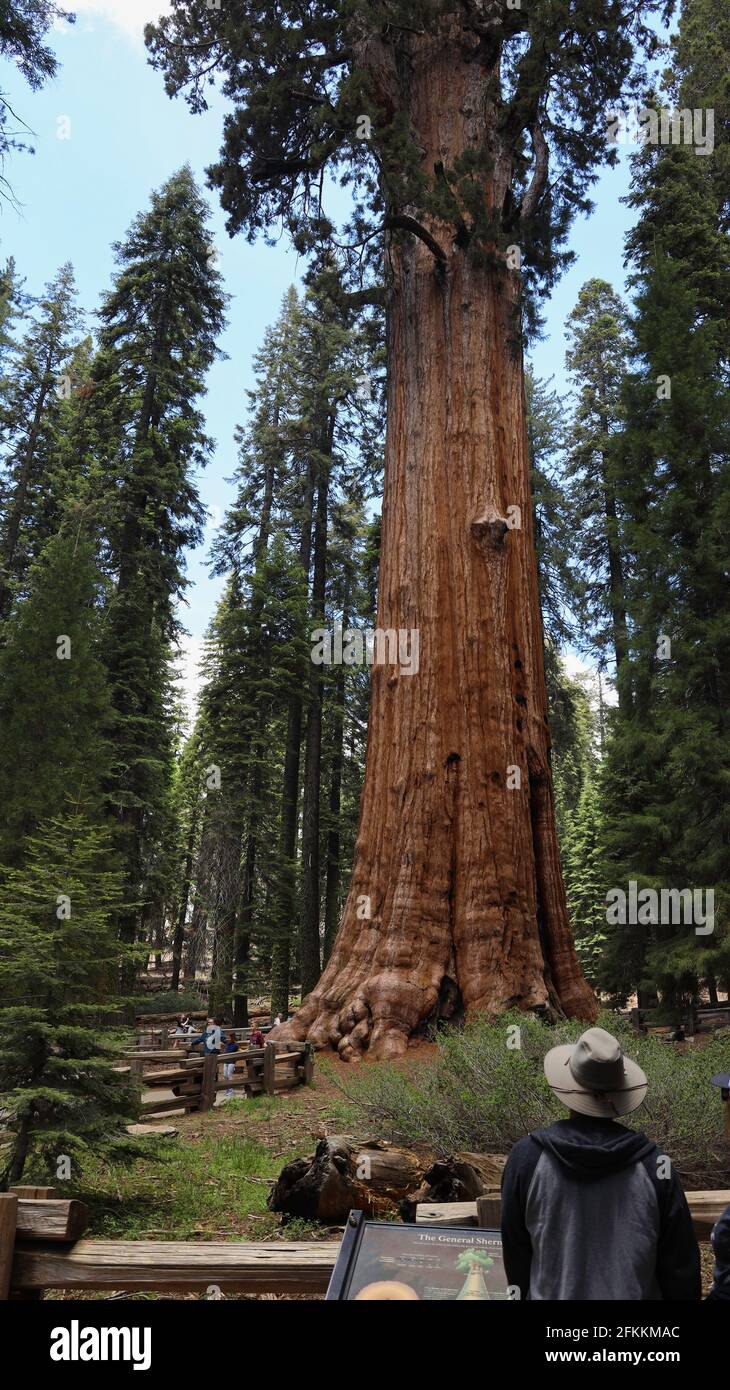 General Sherman Tree im Sequoia National Park Stockfoto