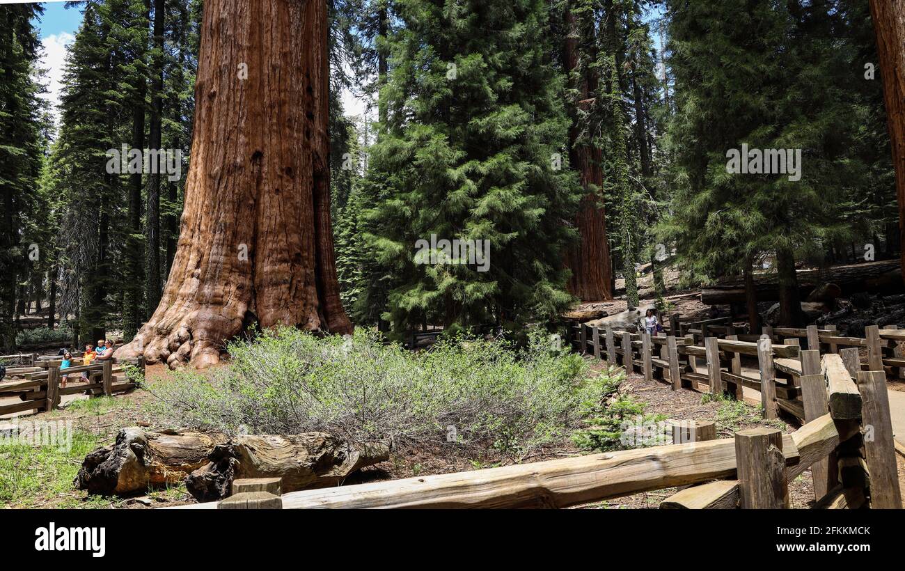 General Sherman Tree im Sequoia National Park Stockfoto