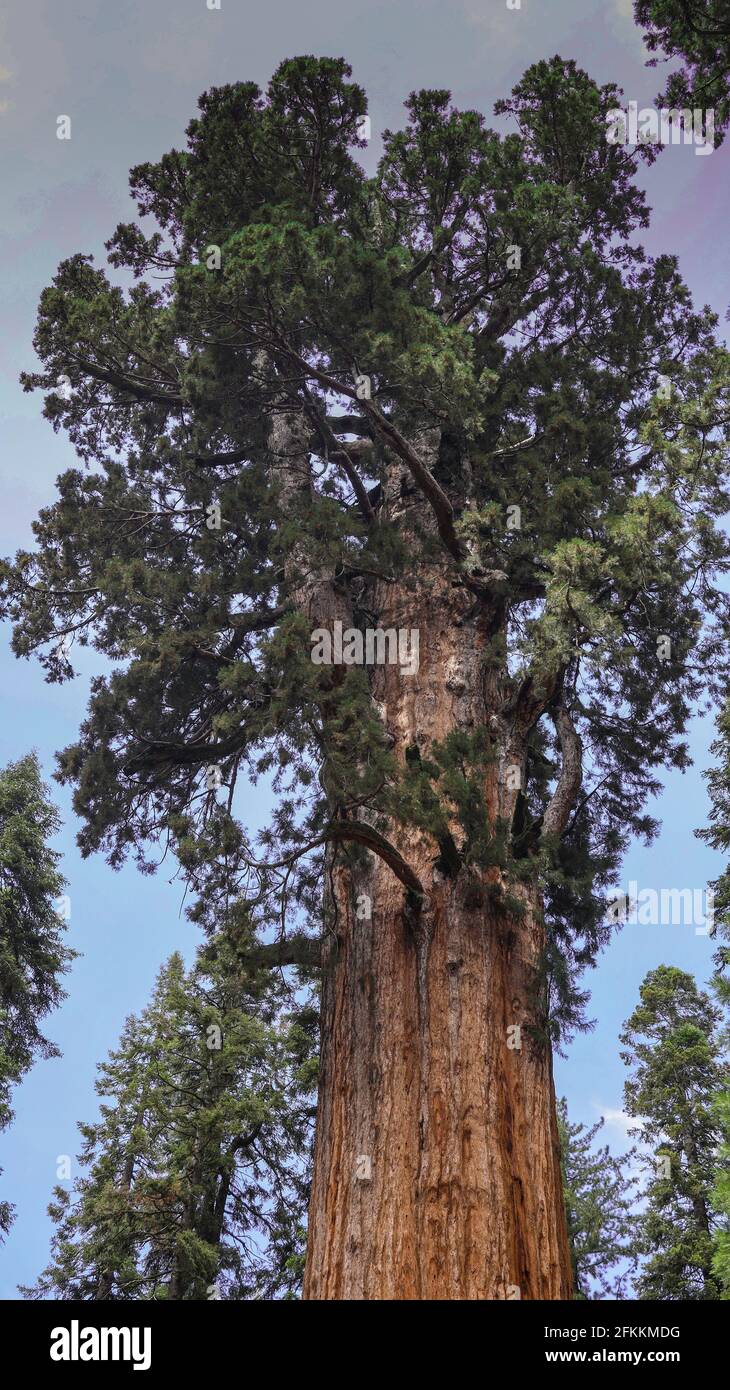 General Sherman Tree im Sequoia National Park Stockfoto