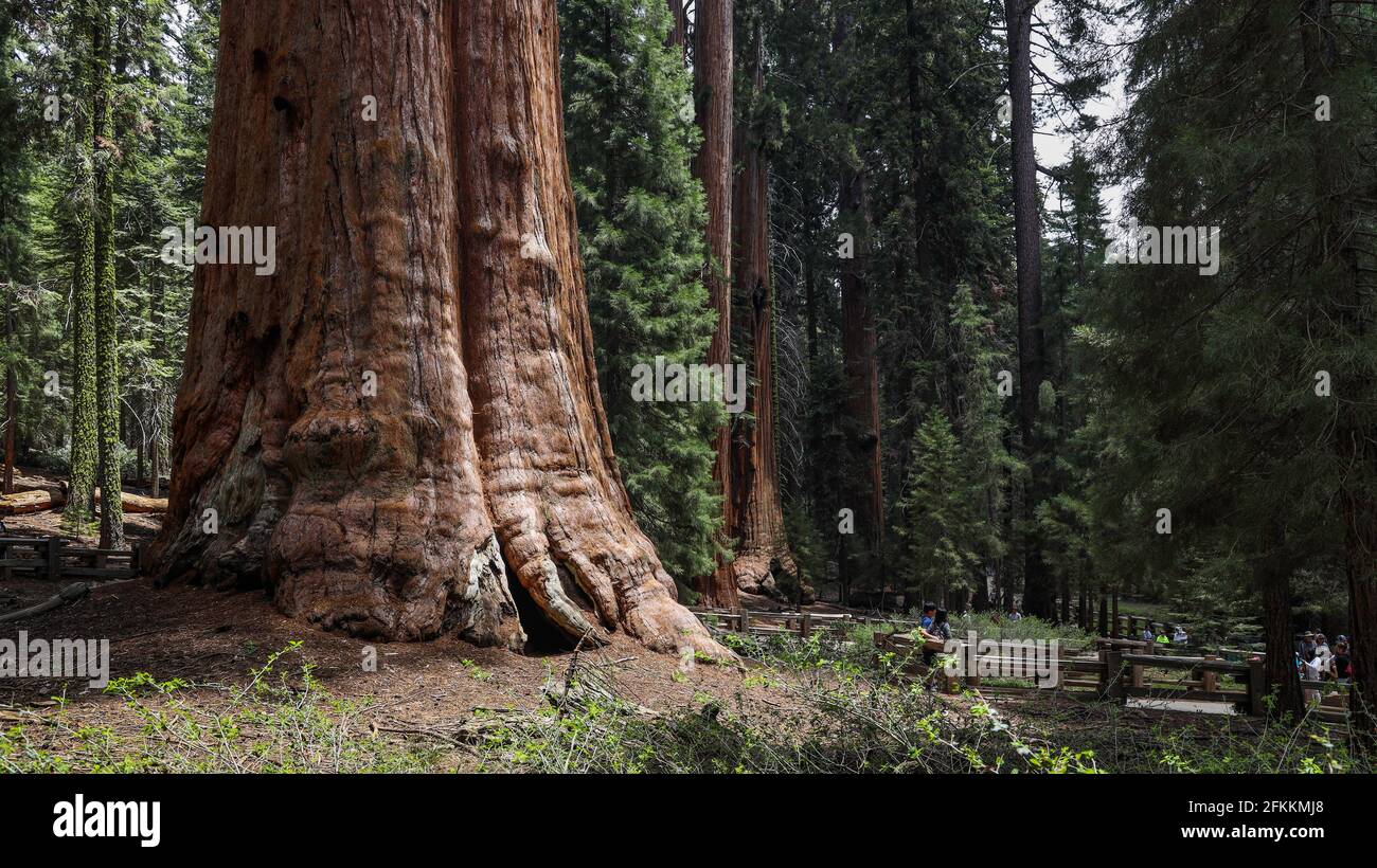 General Sherman Tree im Sequoia National Park Stockfoto