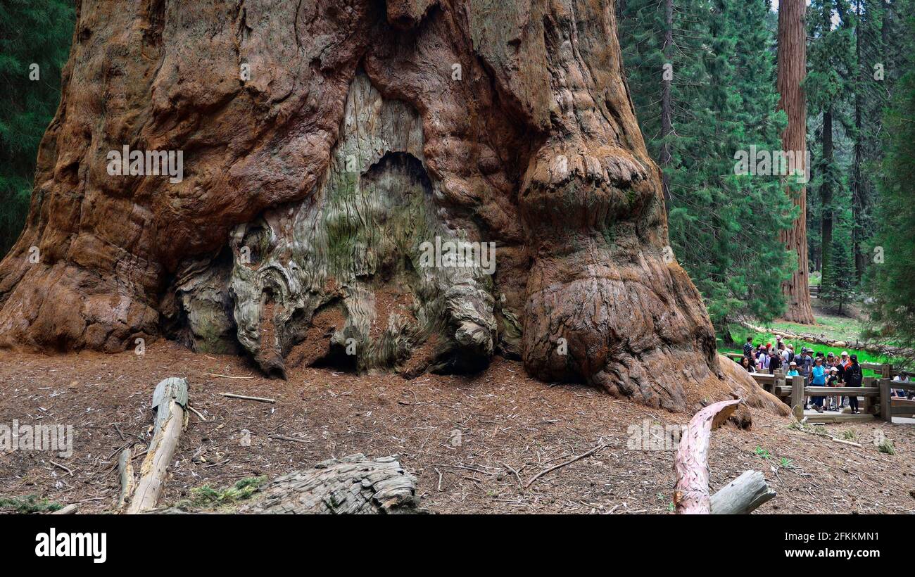 General Sherman Tree im Sequoia National Park Stockfoto