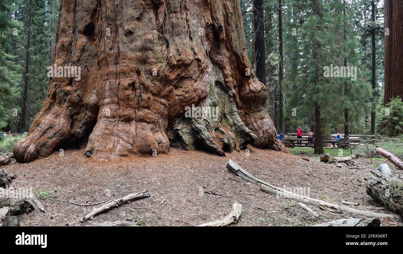 General Sherman Tree im Sequoia National Park Stockfoto