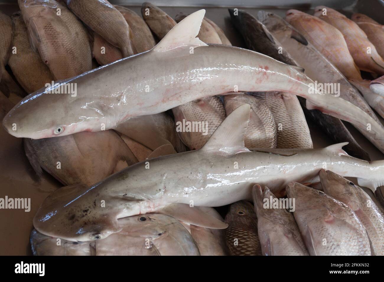 El Cazón, Galeorhinus galeus, es una especie demersal, es decir nadadora, pero de vida ligada al fondo. Viven en fondos entre 40 y 100 m de profundida Stockfoto