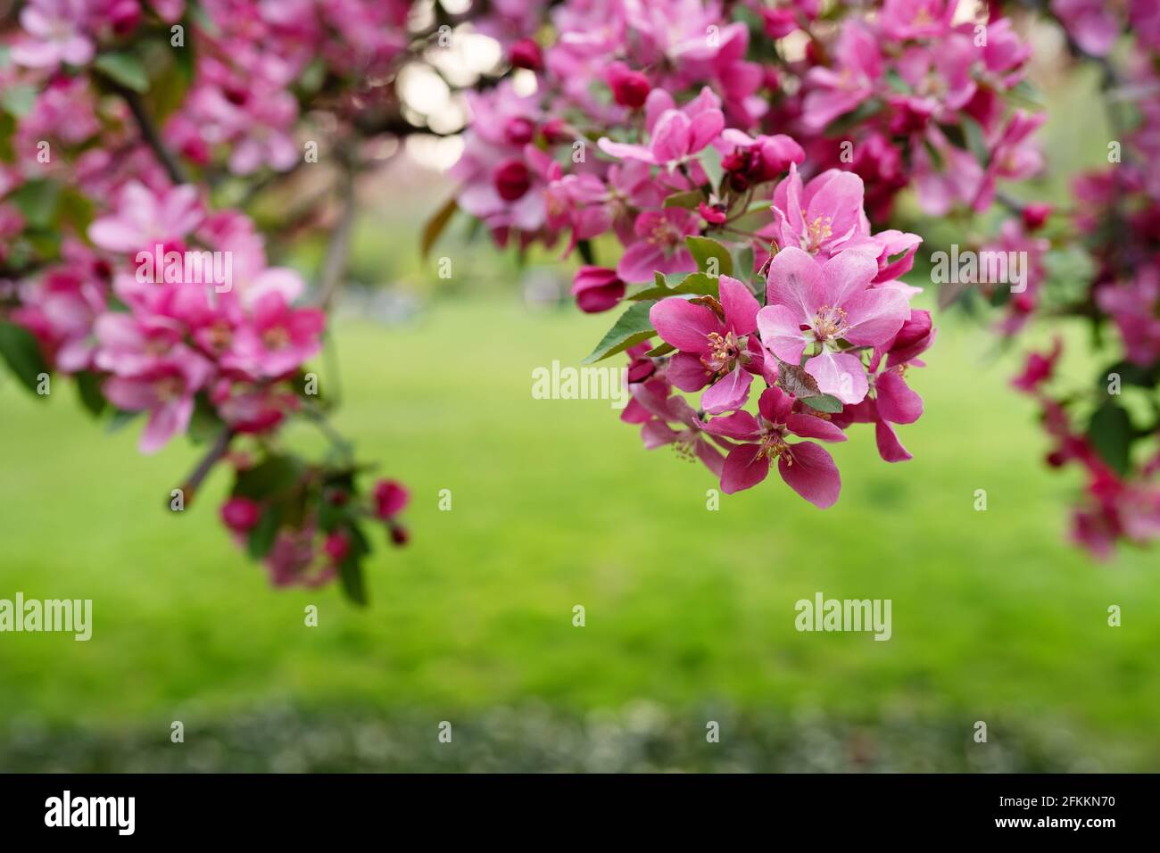 Lila Blüten auf Baum Zweig vor grünem Hintergrund Stockfoto