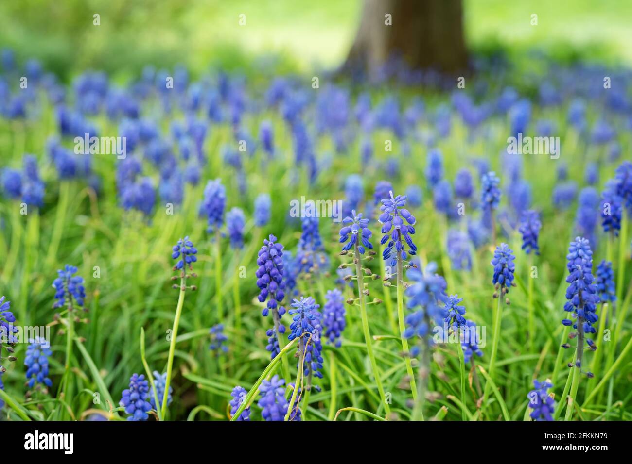 Nahaufnahme von blauen Hyazinthen in einem Park Stockfoto