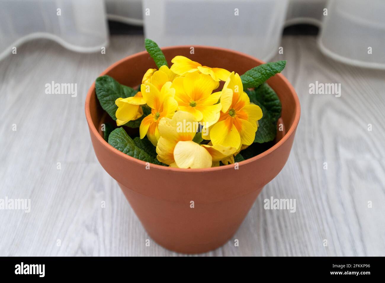 Gelbe Primrose auf einem Hintergrund aus weißen Vorhängen Stockfoto
