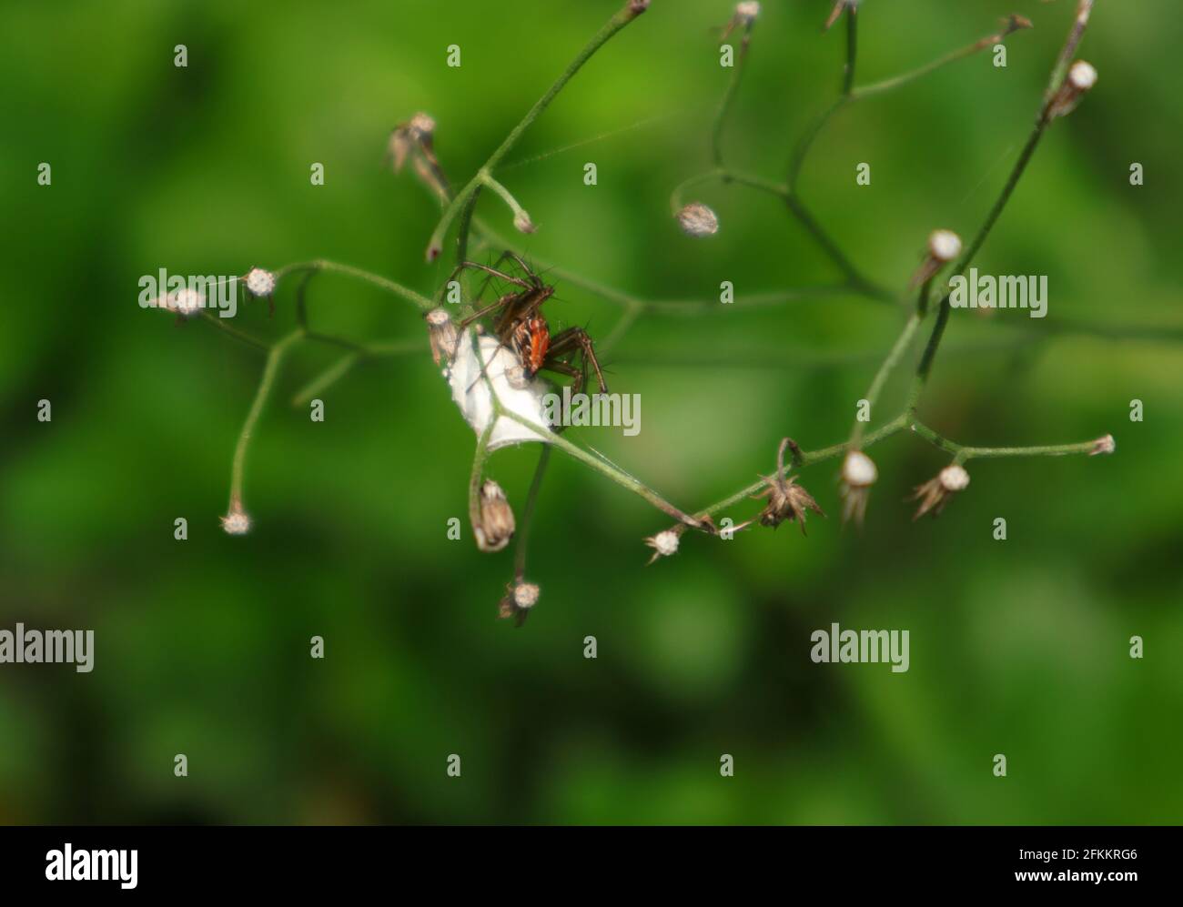 Nahaufnahme einer orangefarbenen Spinne, die ihre Eier legt Auf den Körper eines toten Insekts, das nach und ausgeprebt wurde Eingewickelt in einen winzigen Ast Stockfoto