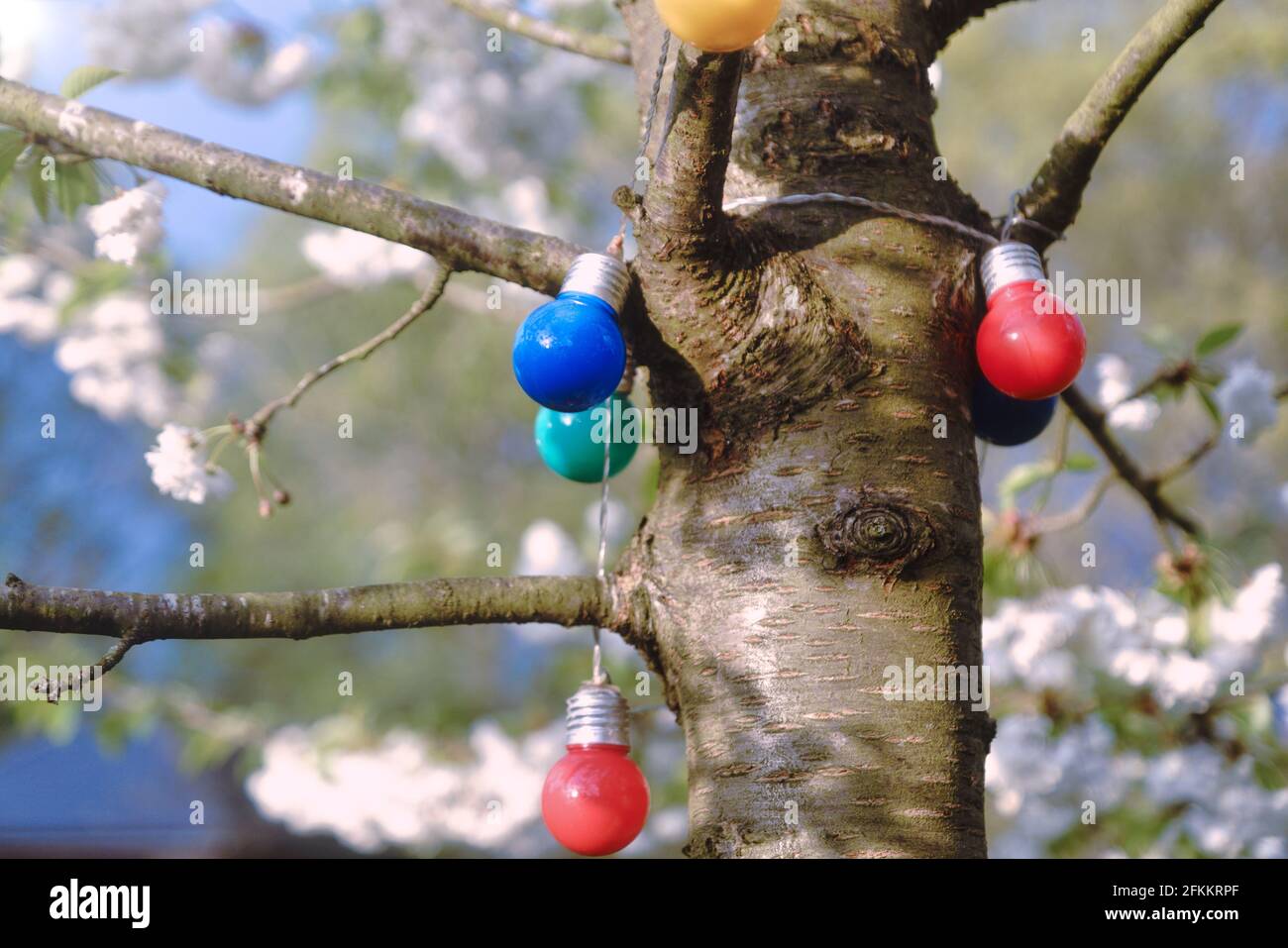 Farbige Glühbirnen schmücken einen Maiblütenbaum Stockfoto