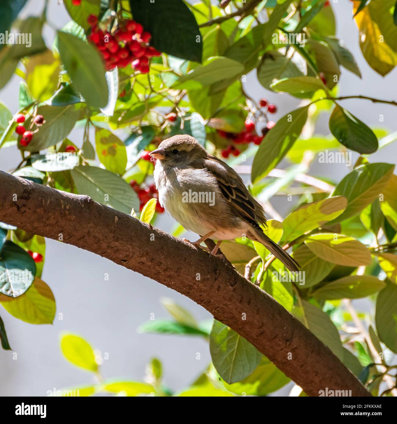 Ein Sperling, der im Garten auf einem Cotoneasterbaum thront Stockfoto