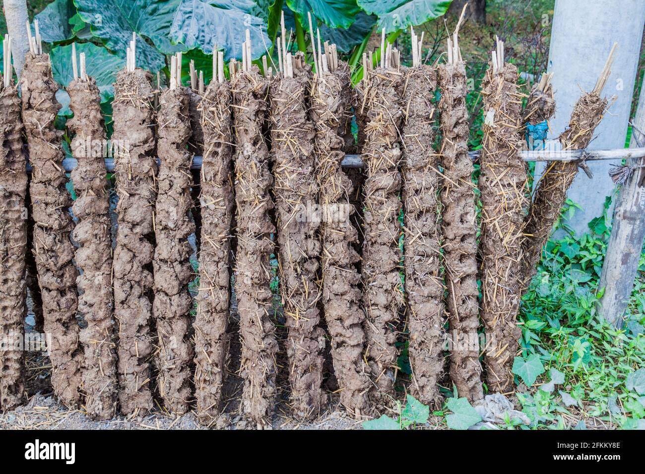 Kuhdung auf Sticks trocknen in der Sonne in Bangladesch Stockfoto