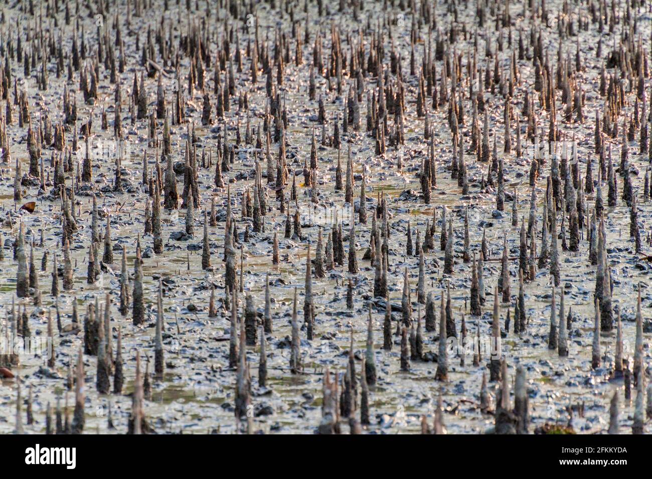 Atmende Wurzeln in Sundarbans, Bangladesch Stockfoto