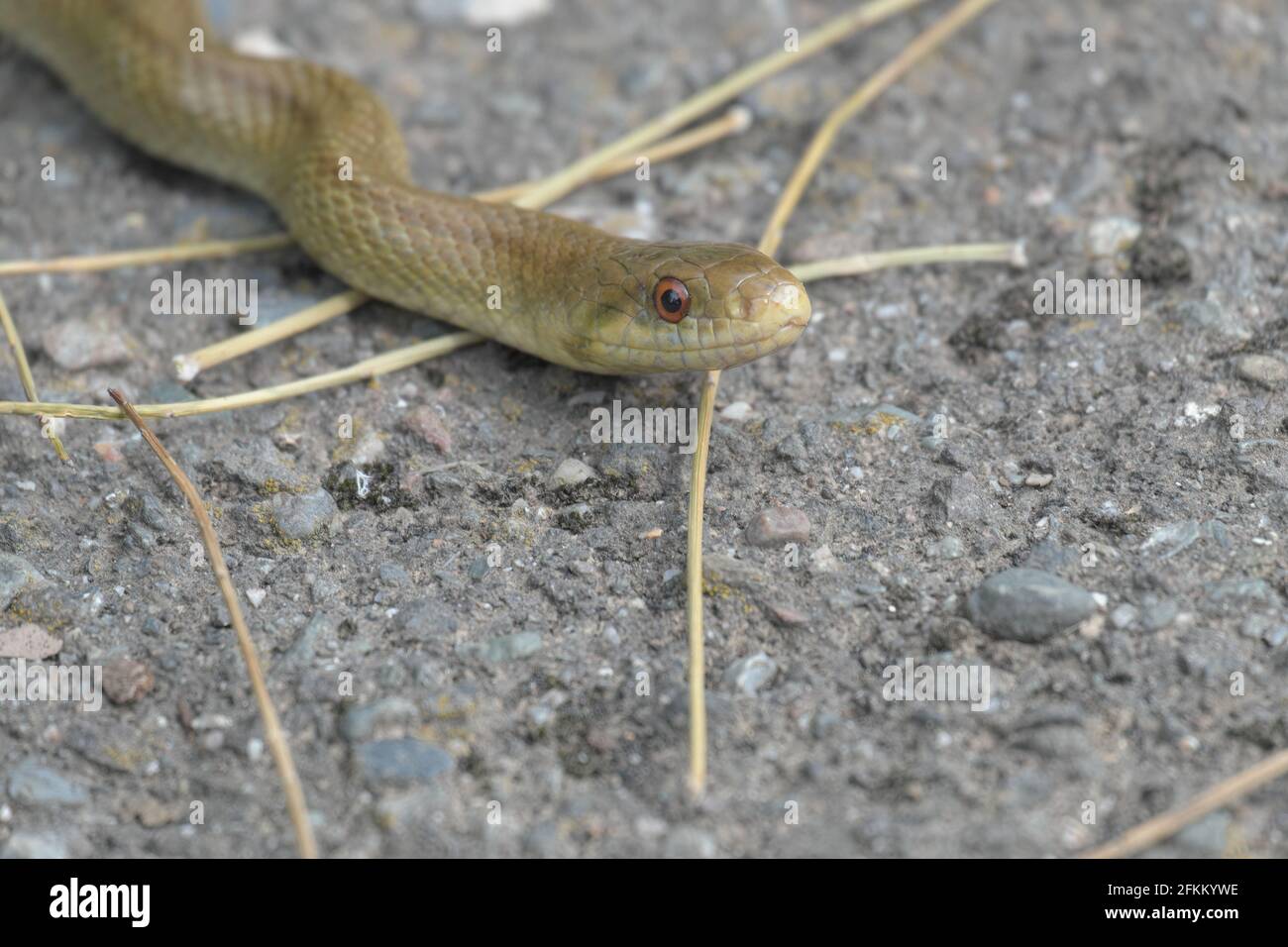 Die Tierwelt in der Sizilien Natur der Kopf eines Harmlose Schlange im Ätna Park Stockfoto