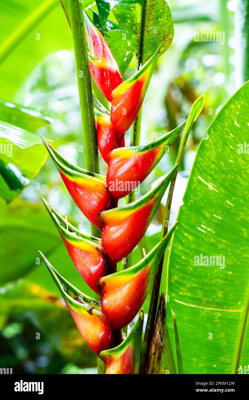 Ostern Heliocona (Heliconia Wagneriana) auffällige, tropische Blumen mit schönen, leuchtend bunten, blühenden Brakten Stockfoto