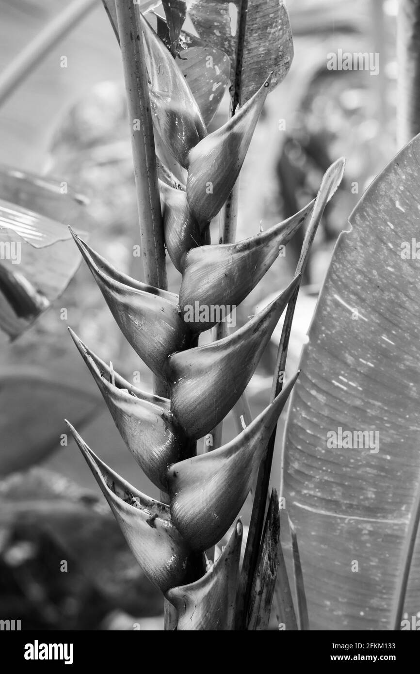 Ostern Heliocona (Heliconia Wagneriana) auffällige, tropische Blüten mit schönen, leuchtend bunten, blühenden Brakten, in Schwarz und Weiß Stockfoto