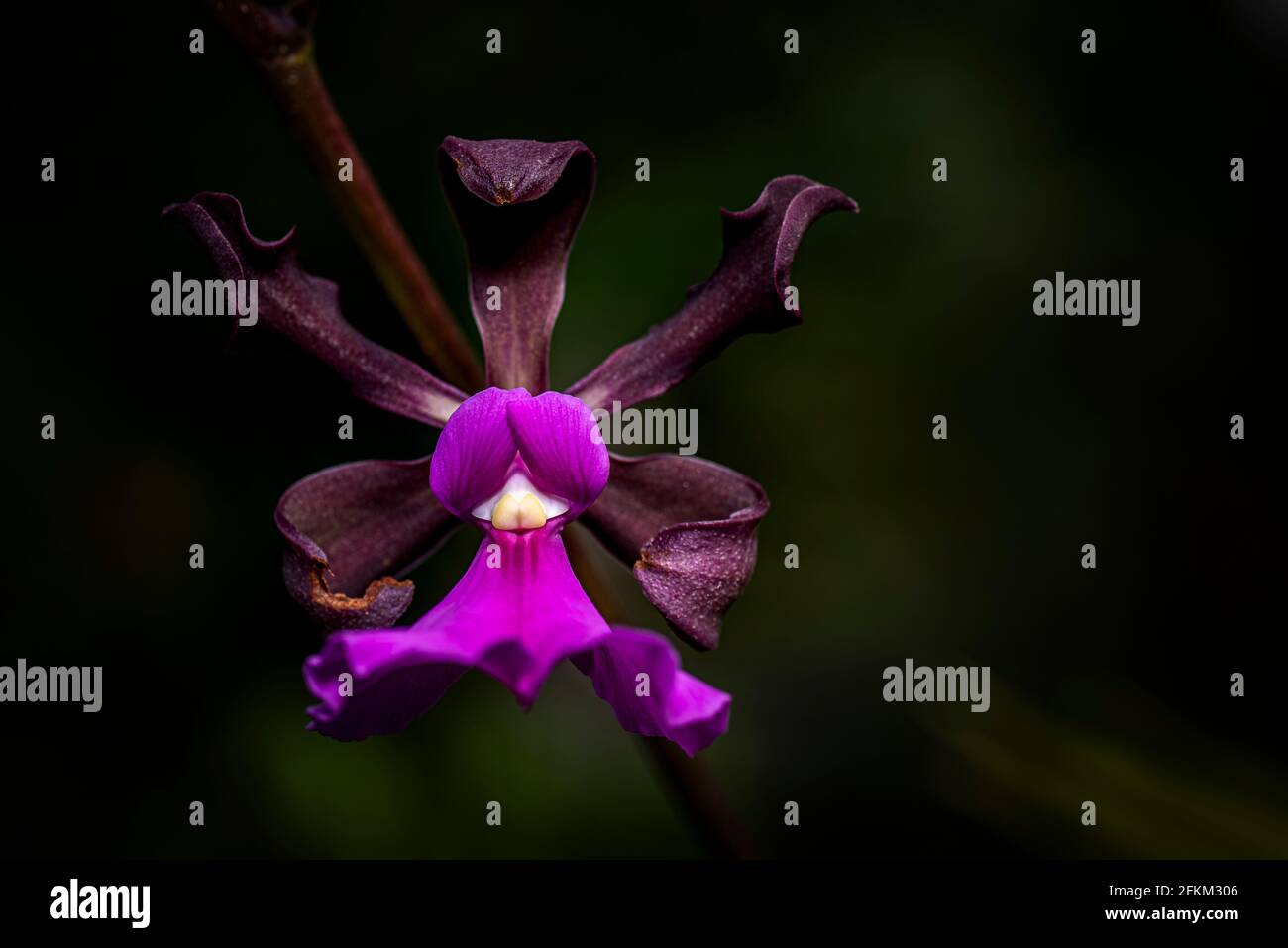 Encyclia Cordigera Orchideenbild aufgenommen in Panama Stockfoto