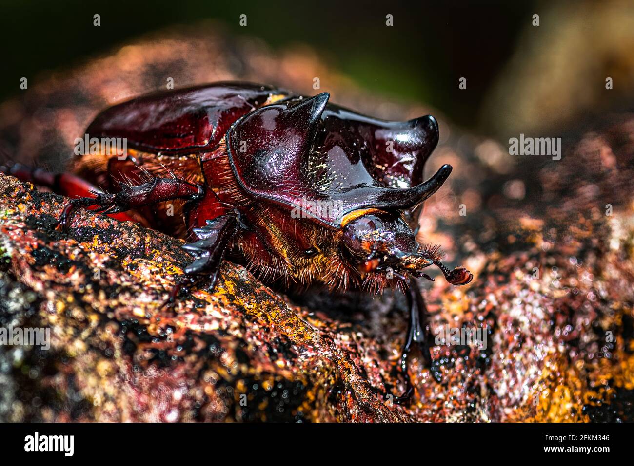 Großes braunes Nashornkäfer-Bild, aufgenommen in Panama Stockfoto