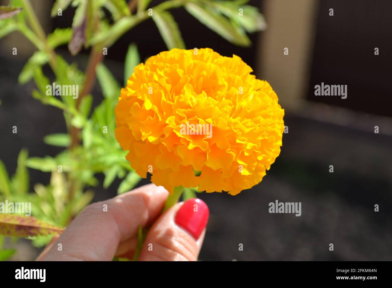 Die Hand der Frau hält eine große, leuchtend orangefarbene Ringelblume Stockfoto